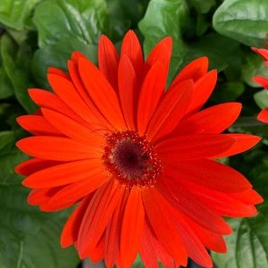 Meet your Posher, Heidi